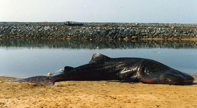 Rhincodon typus