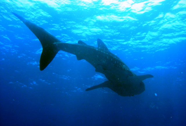 Rhincodon typus