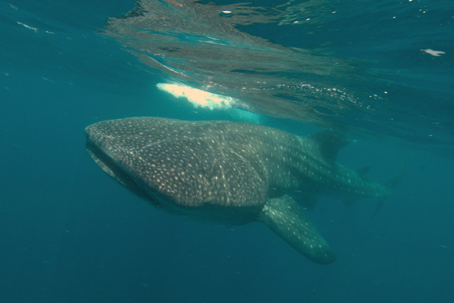 Rhincodon typus