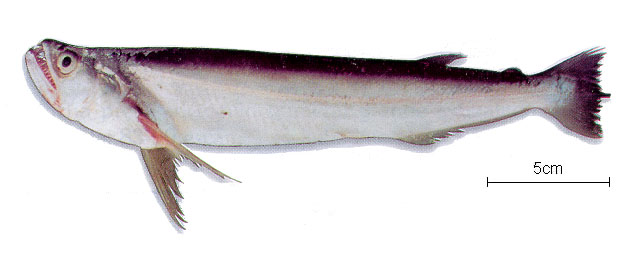 Rhaphiodon vulpinus