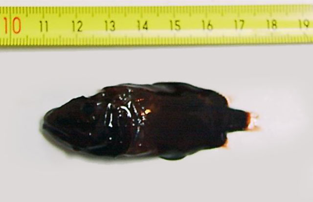 Rondeletia loricata