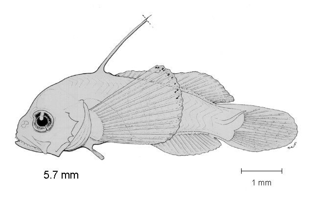 Rypticus nigripinnis