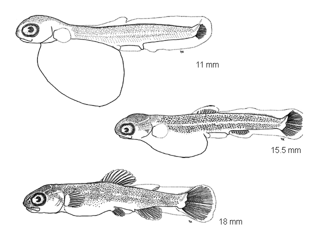 Salvelinus fontinalis