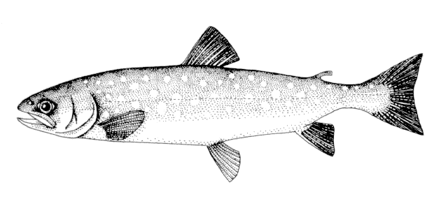 Salvelinus leucomaenis leucomaenis