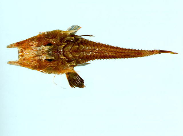 Satyrichthys moluccensis