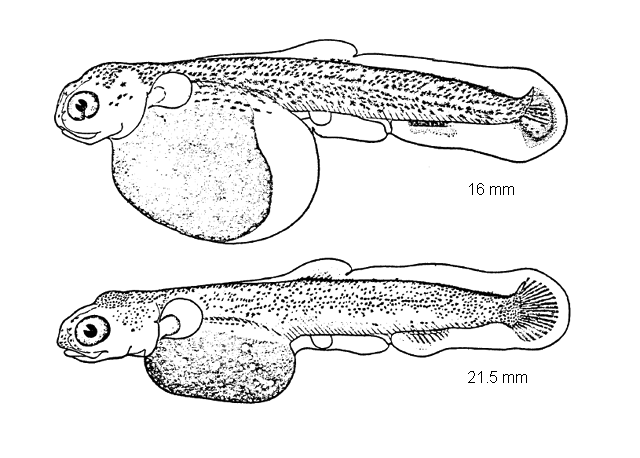 Salvelinus namaycush