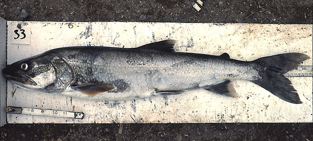 Salvelinus namaycush