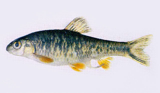 Sarcocheilichthys nigripinnis