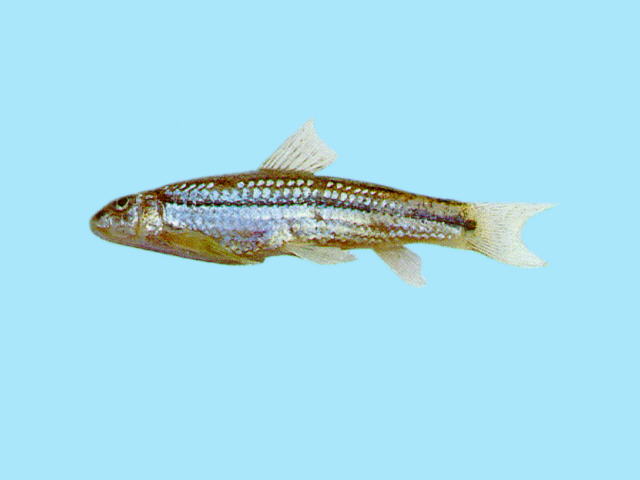 Sarcocheilichthys nigripinnis