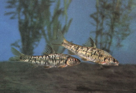 Sarcocheilichthys nigripinnis