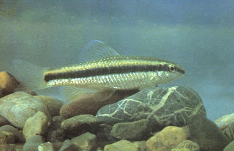 Sarcocheilichthys parvus