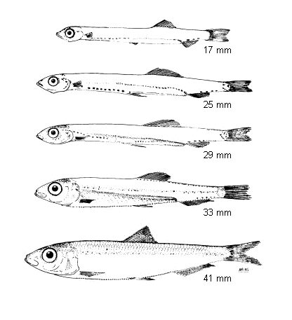 Sardina pilchardus