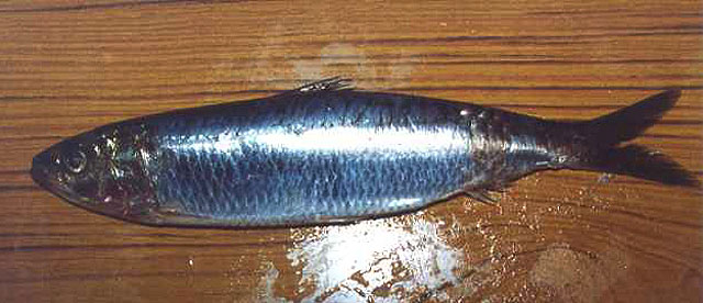 Sardina pilchardus