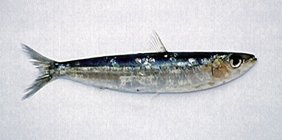 Sardina pilchardus