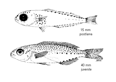 Sarpa salpa