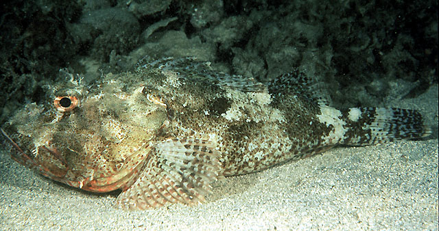 Scorpaena cardinalis