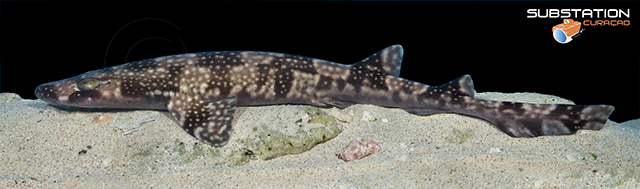 Scyliorhinus hesperius