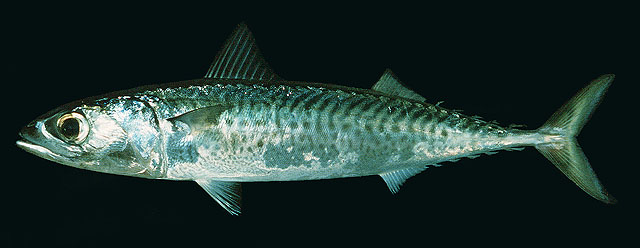 Scomber japonicus