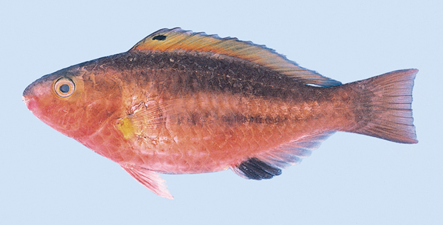 Scarus maculipinna