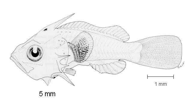 Scorpaena mystes