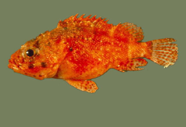 Scorpaenodes parvipinnis