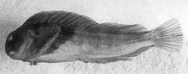 Scartella poiti