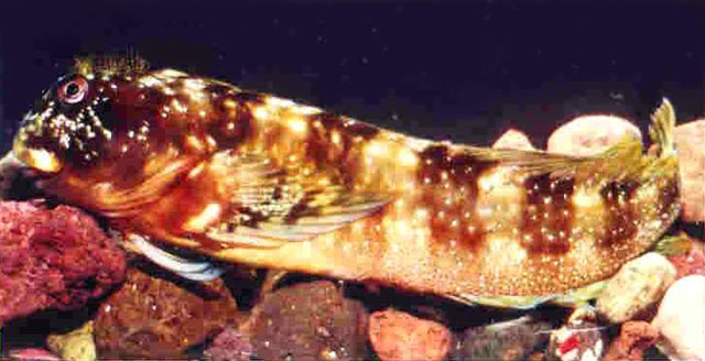 Scartella poiti