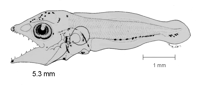 Scomberomorus sierra