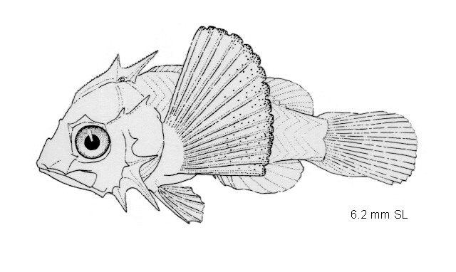 Scorpaenodes xyris