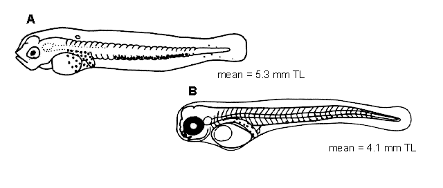 Sebastes aleutianus