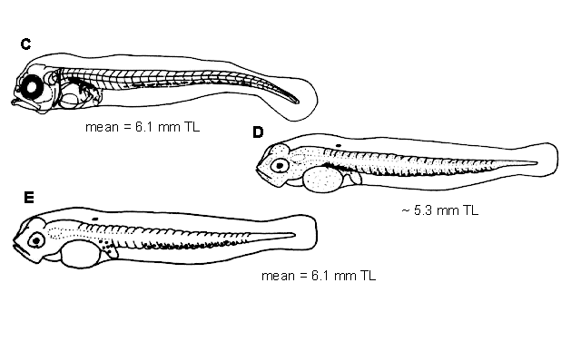 Sebastes alutus