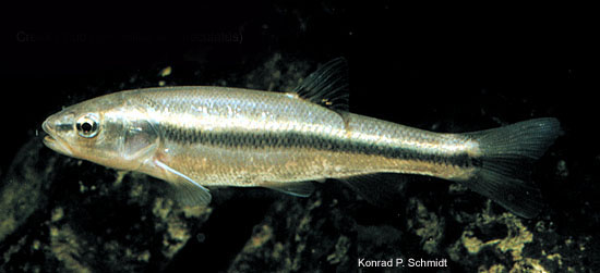 Semotilus atromaculatus