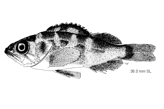 Sebastes caurinus