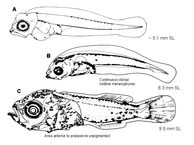 Sebastes caurinus