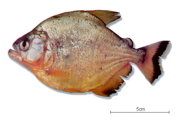 Serrasalmus maculatus