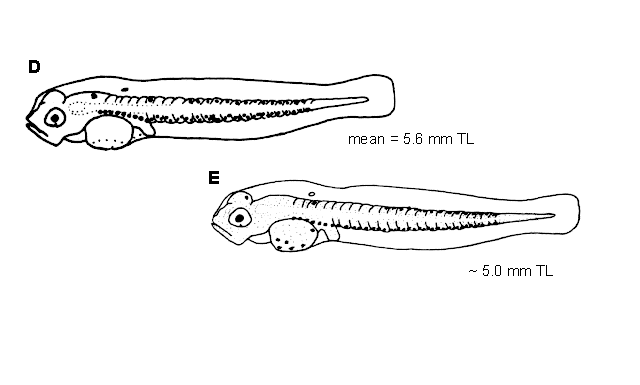 Sebastes maliger