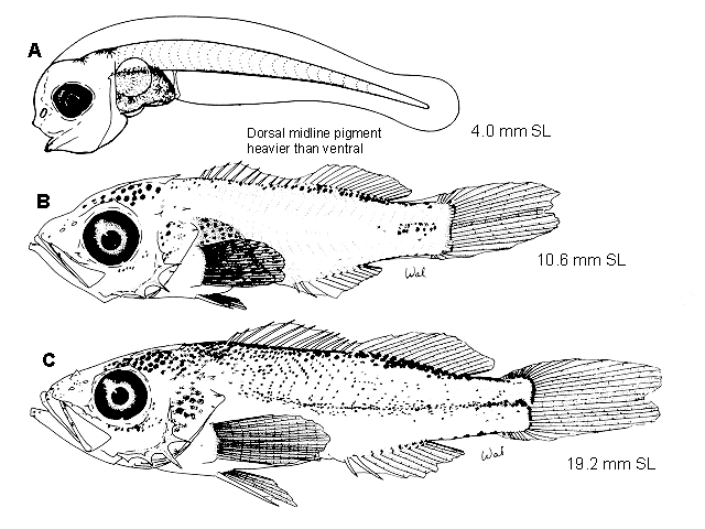 Sebastes melanops