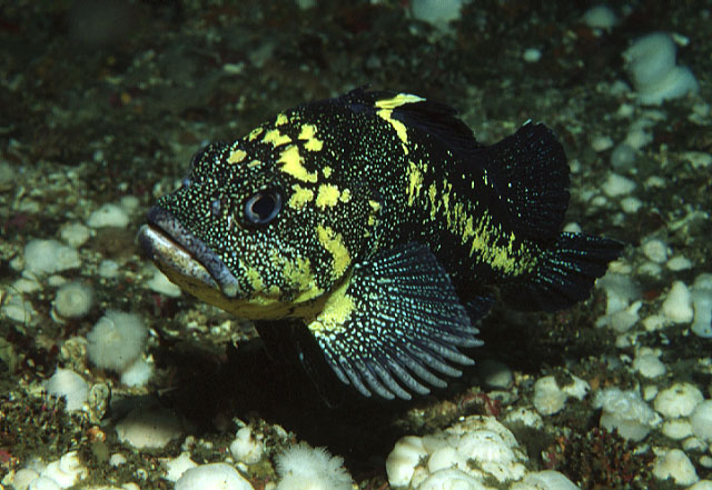 Sebastes nebulosus