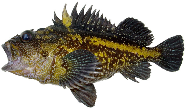 Sebastes nebulosus