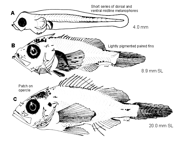 Sebastes pinniger