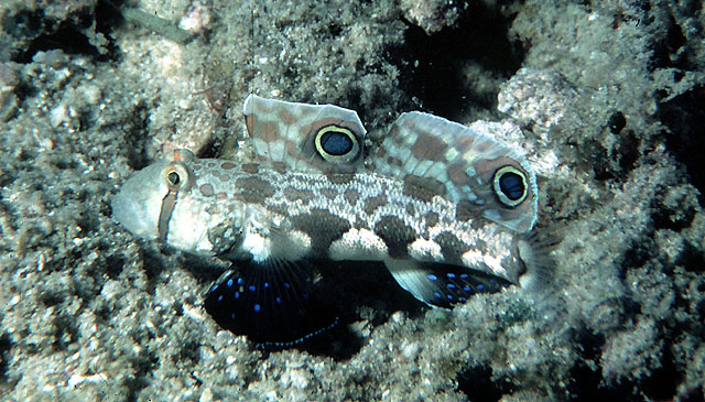 Signigobius biocellatus