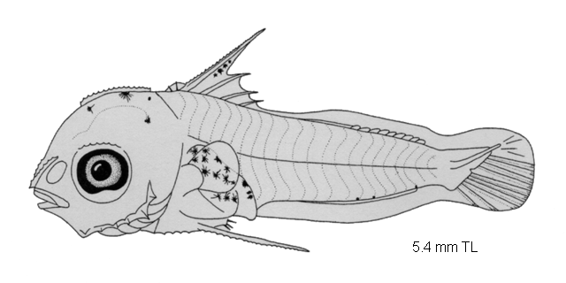 Siganus fuscescens