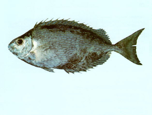 Siganus fuscescens