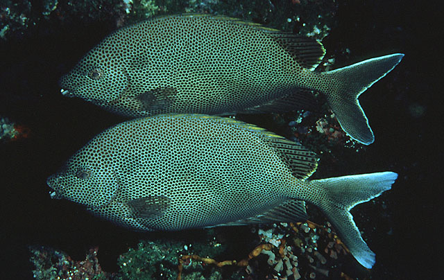 Siganus stellatus