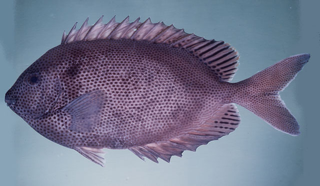 Siganus stellatus