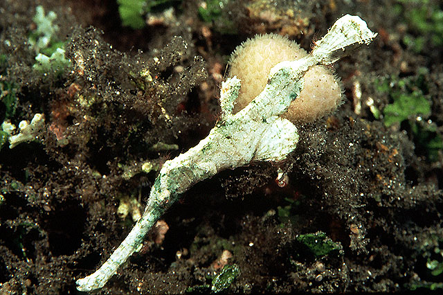 Solenostomus halimeda