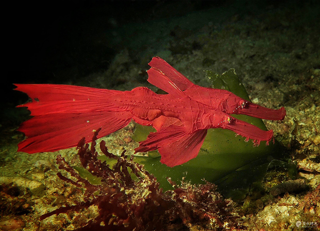 Solenostomus cyanopterus