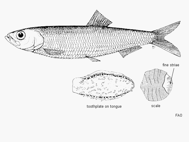 Sprattus antipodum