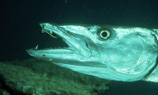 Sphyraena barracuda