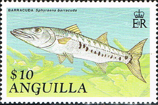 Sphyraena barracuda